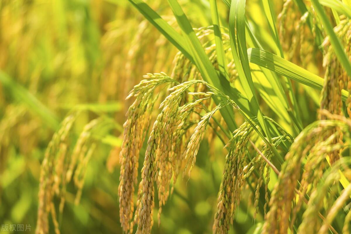 2023年三伏天是从哪天开始的,2023年三伏天是什么时间段