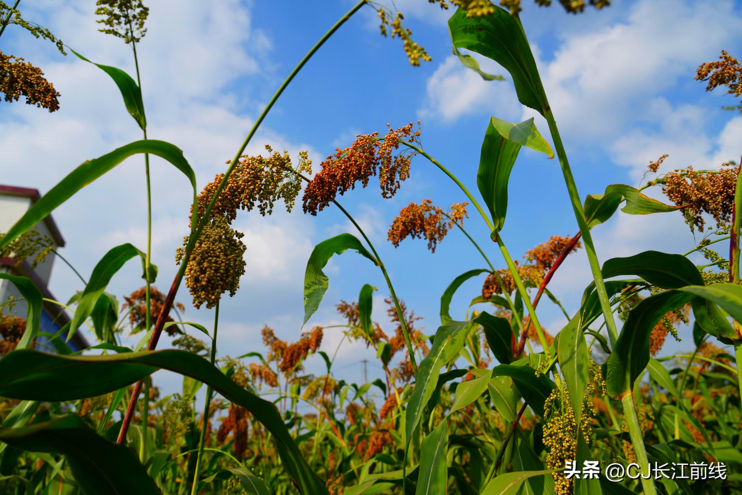 正宗红高粱图片,最火的红高粱