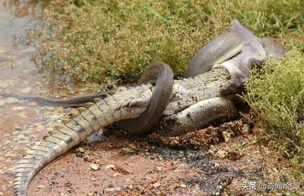 鬣狗捕食动物图片,鬣狗捕杀巨蟒