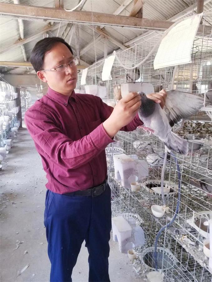 小鸽子大产业,小鸽子孵出乡村大产业