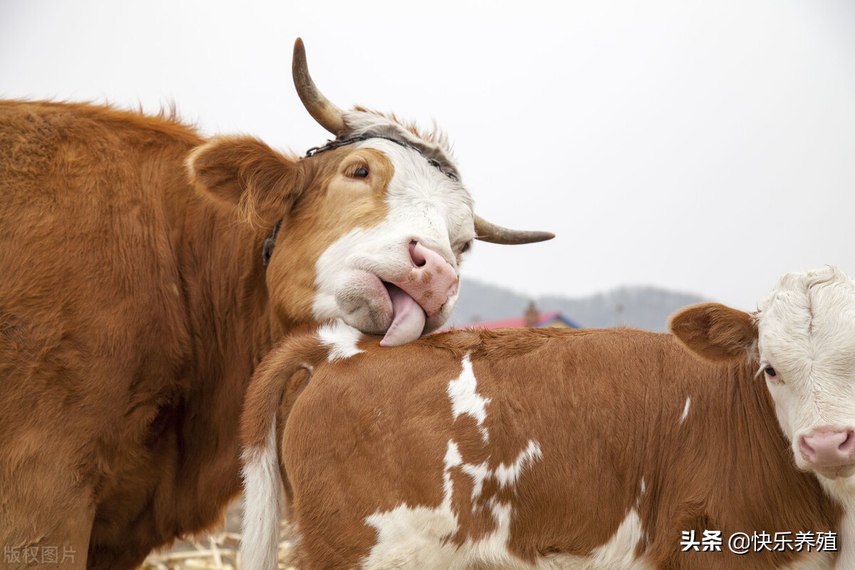 牛得口蹄疫蹄壳脱落还会长出来吗,牛得了口蹄疫出血性肠炎怎么治疗