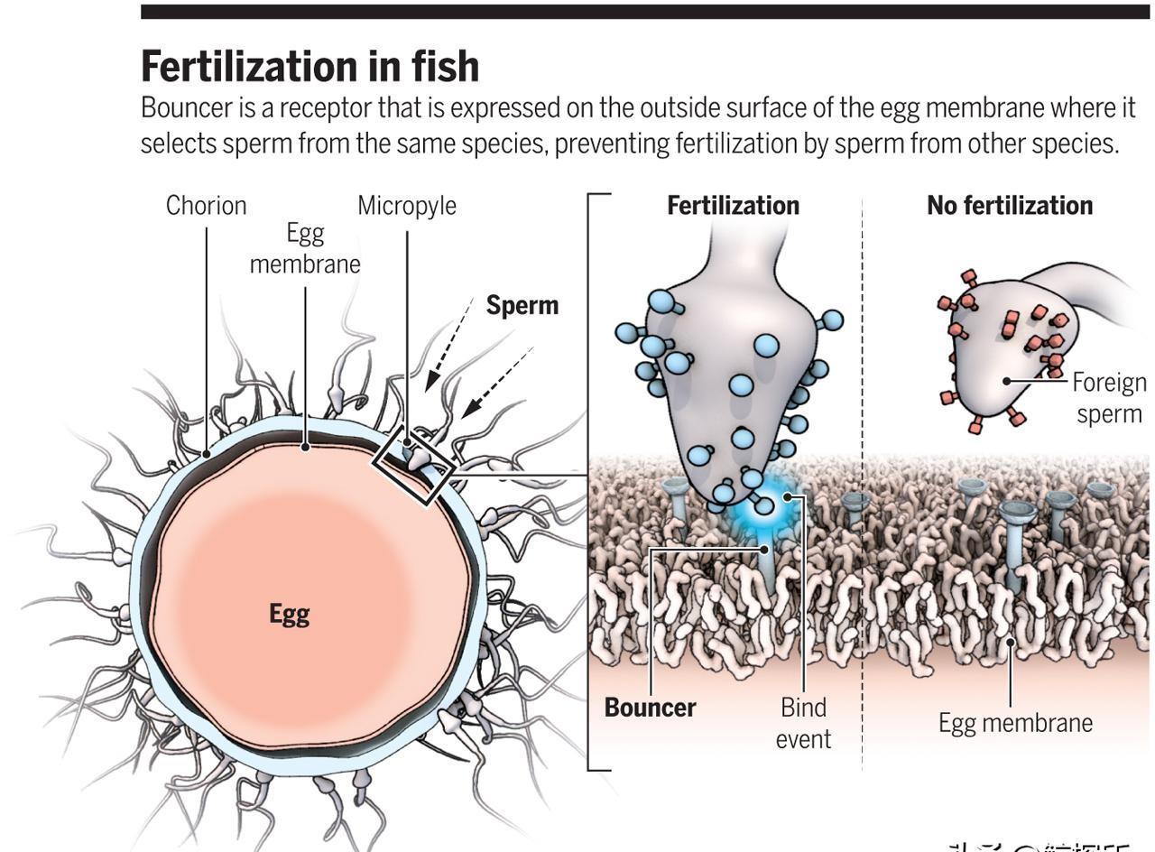 精子的活动轨迹讲解,精子的轨迹分析