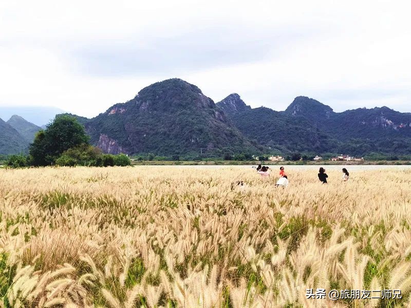 广州出发-英德1天游，美拍狗尾巴草，打卡巧克力小镇，千亩茶园
