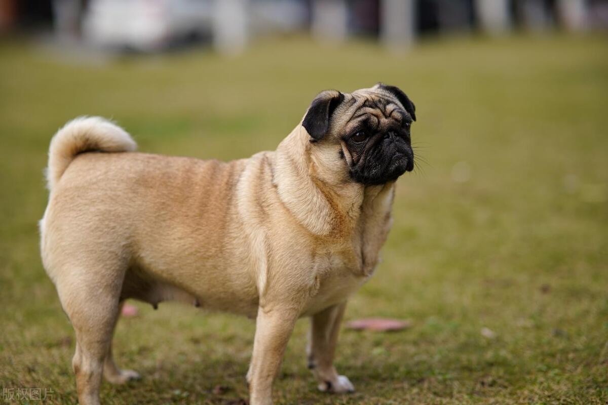 女生适合养什么狗狗可以保护自己,不咬人适合女生养的狗是什么狗