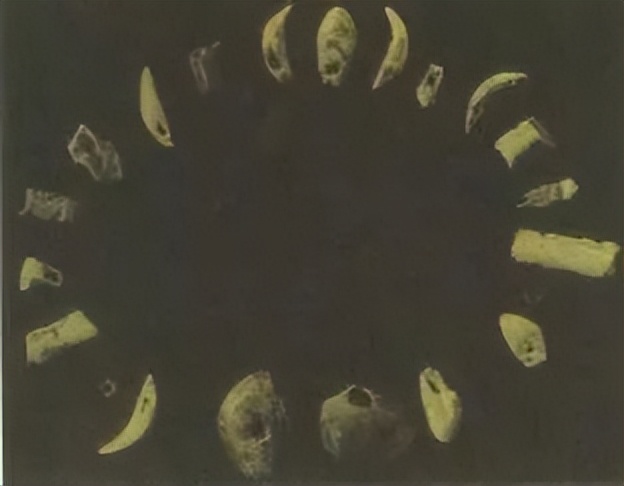 总有一种美会惊艳到时光,有一种玫瑰永不凋零