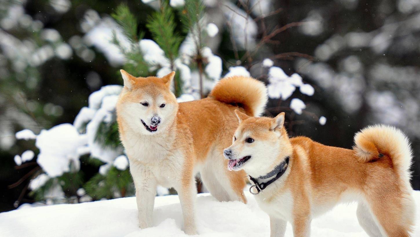 柴犬狗狗的优点和缺点,柴犬尴尬期变猴子脸