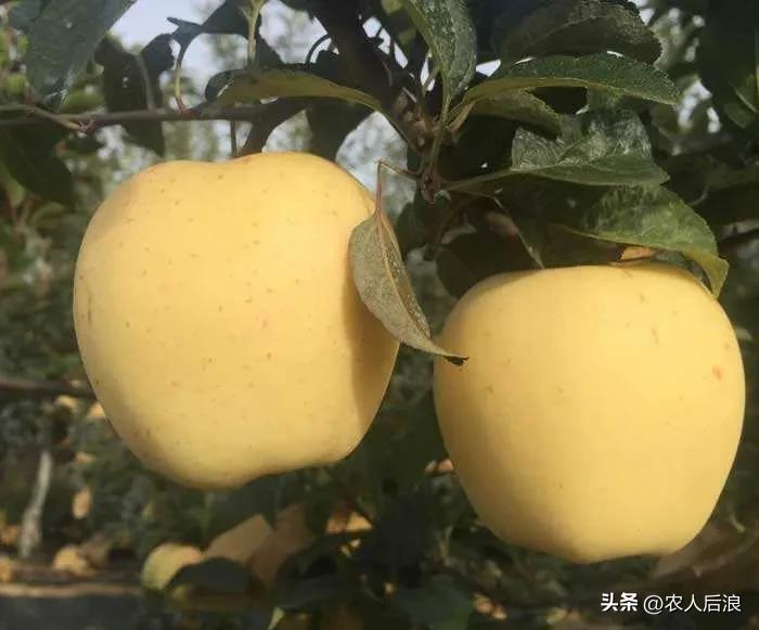 一斤卖16元，果农苦不堪言又趋之若鹜，维纳斯黄金苹果有啥吸引力