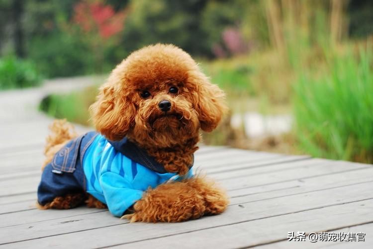 女生第一次养狗适合养什么中型狗,新手女生适合养什么狗