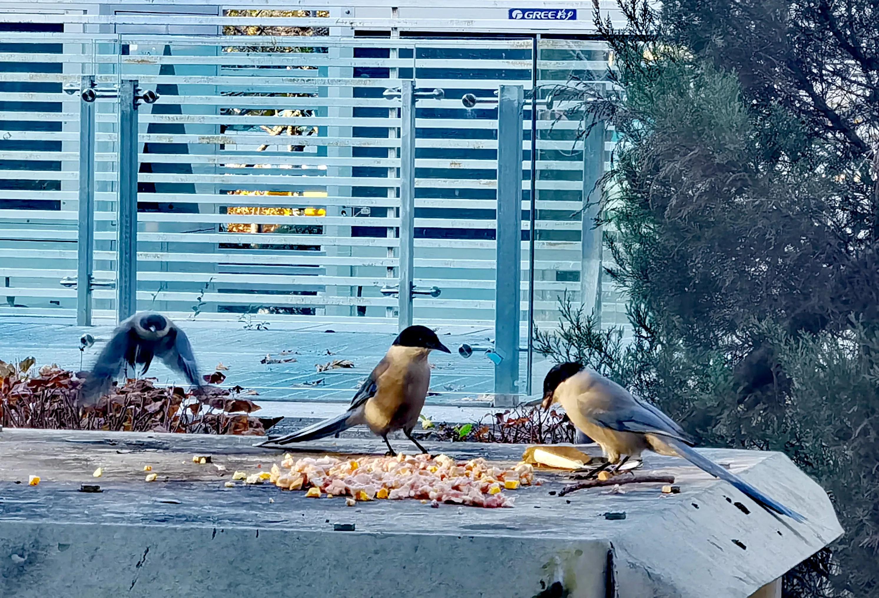 「天下奇观」喜鹊到底算什么鸟活见大妈喂喜鹊吃食真相