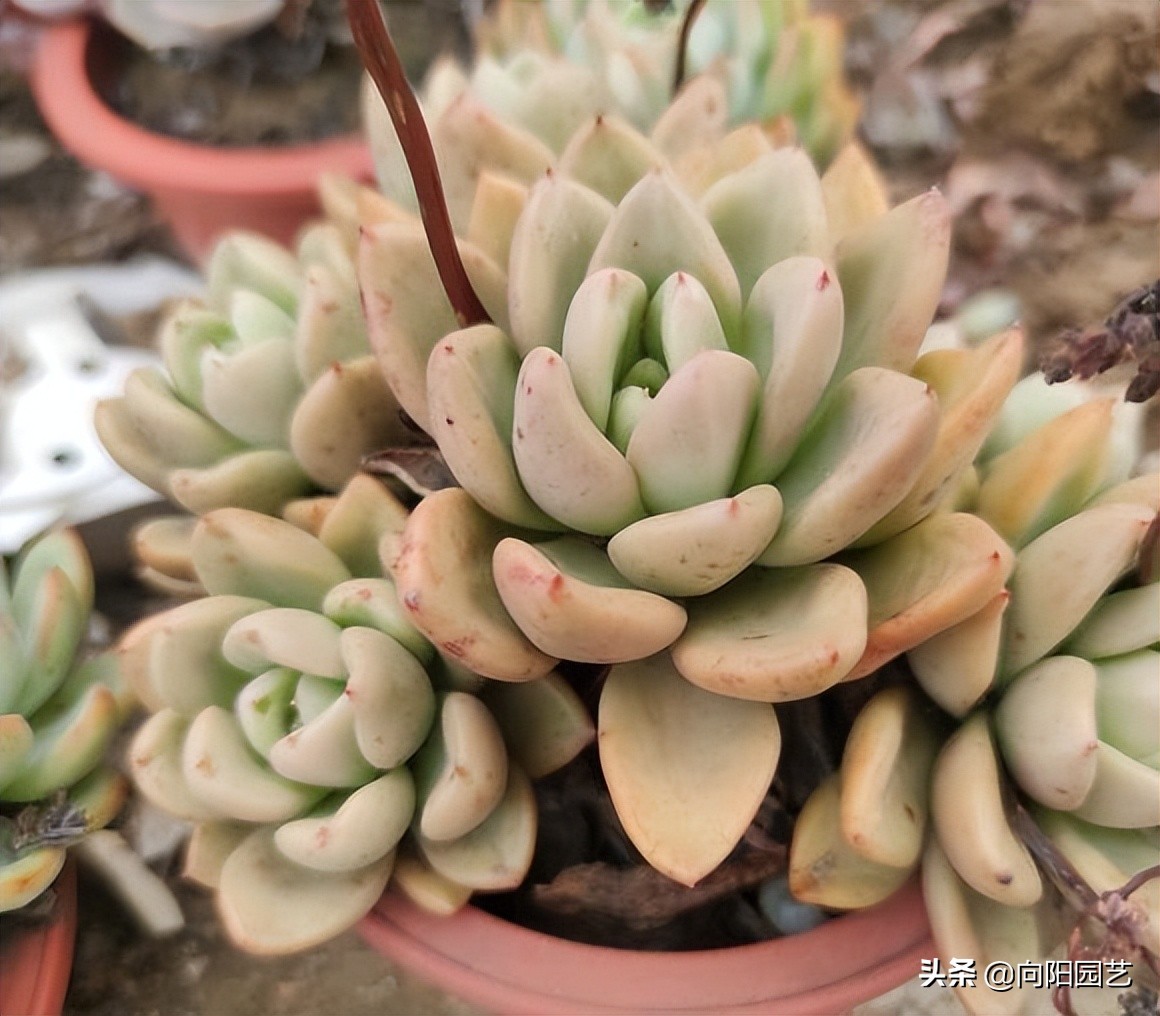 买多肉发物流划算吗,多肉植物冷链快递