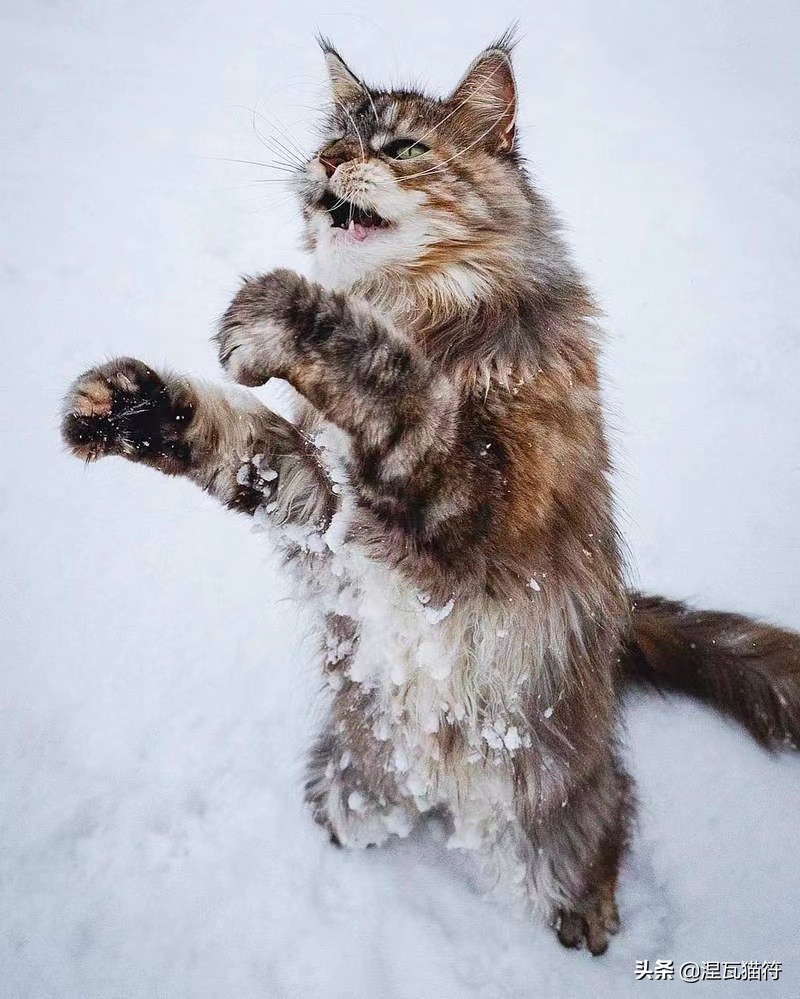 缅因库恩猫银虎斑,缅因猫浅银虎斑