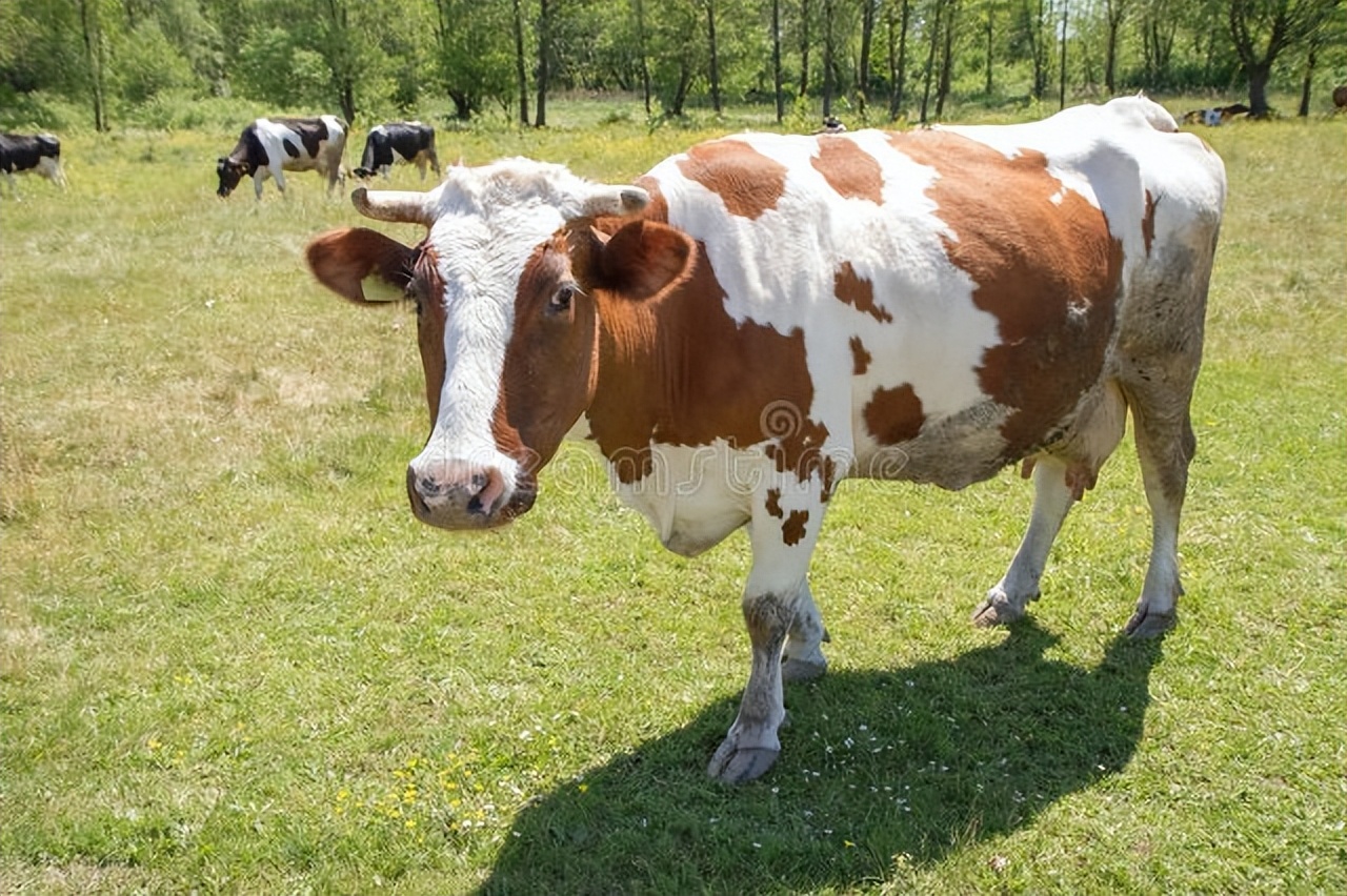 牛一次排便少怎么回事,牛一坨一坨的掉毛怎么回事