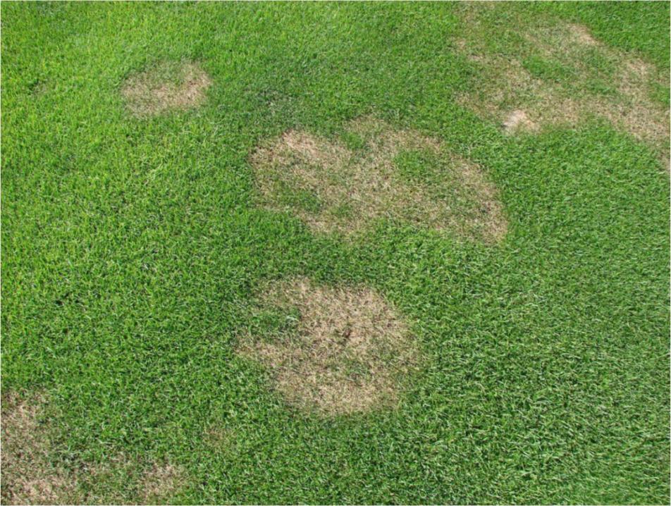 详解草坪正确栽培技术,夏季草坪