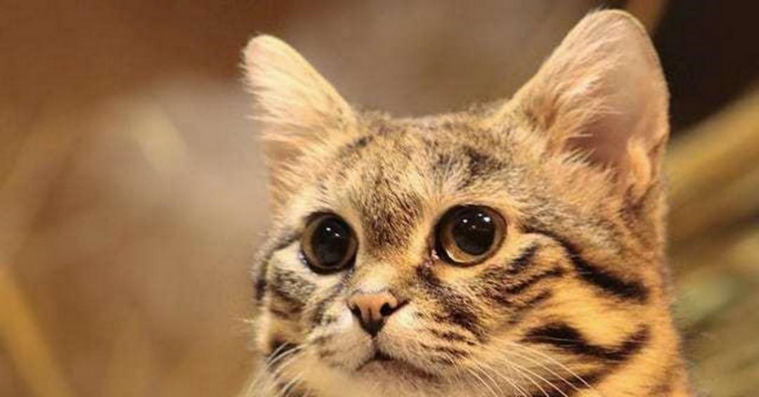 欧拉闪电猫试驾什么时候可以预定,欧拉闪电猫深度体验