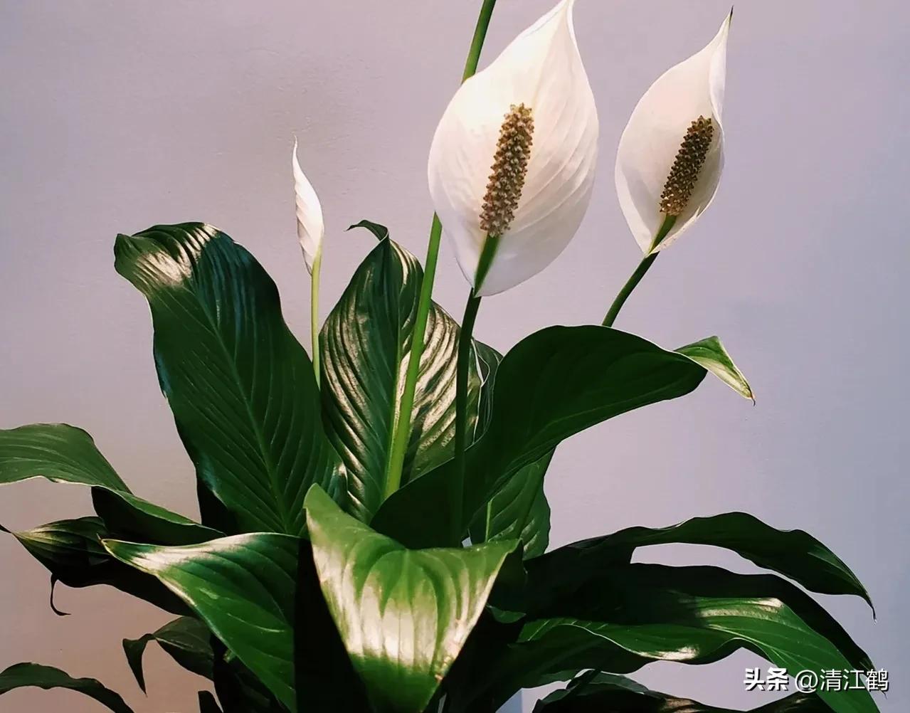 白鹤芋不开花别急着扔,“5步骤”矫正养护,叶子油绿花开不断