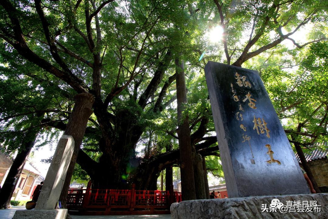 日照公交最新通知,免费乘坐公交车日照