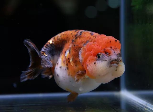 金鱼鳃病最佳治疗方法,金鱼菌鳃病必死无疑吗