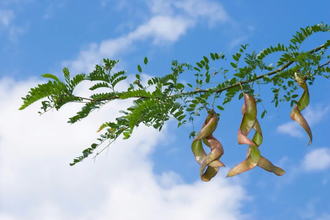 24个夏天的成语，原来都出自古诗文