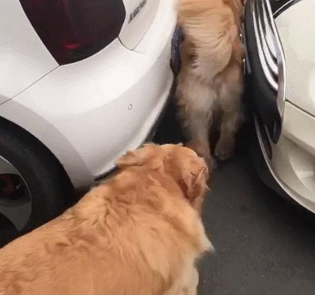 金毛太胖了有什么坏处吗视频,金毛犬太胖