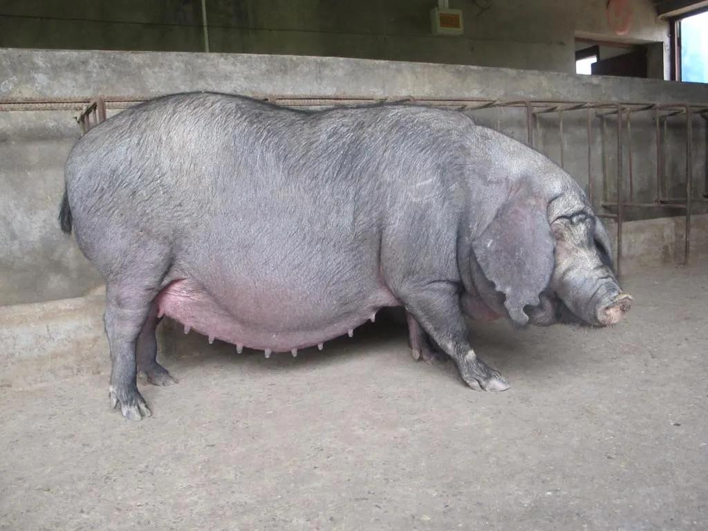 母猪老是不吃饭怎么回事,母猪不发情吃什么药