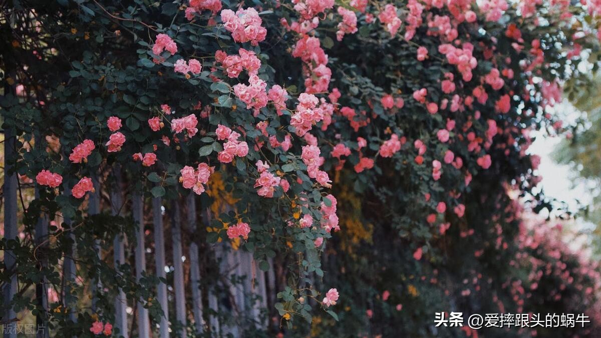 生如夏花灿烂的时候,生如夏花绚烂绽放歌曲视频