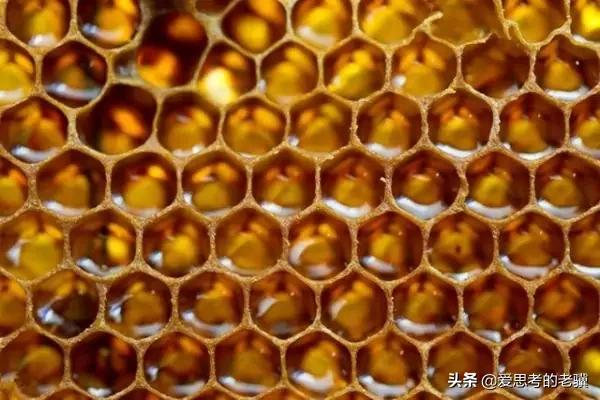 勤劳的蜜蜂写一首现代诗,蜜蜂现代诗自创