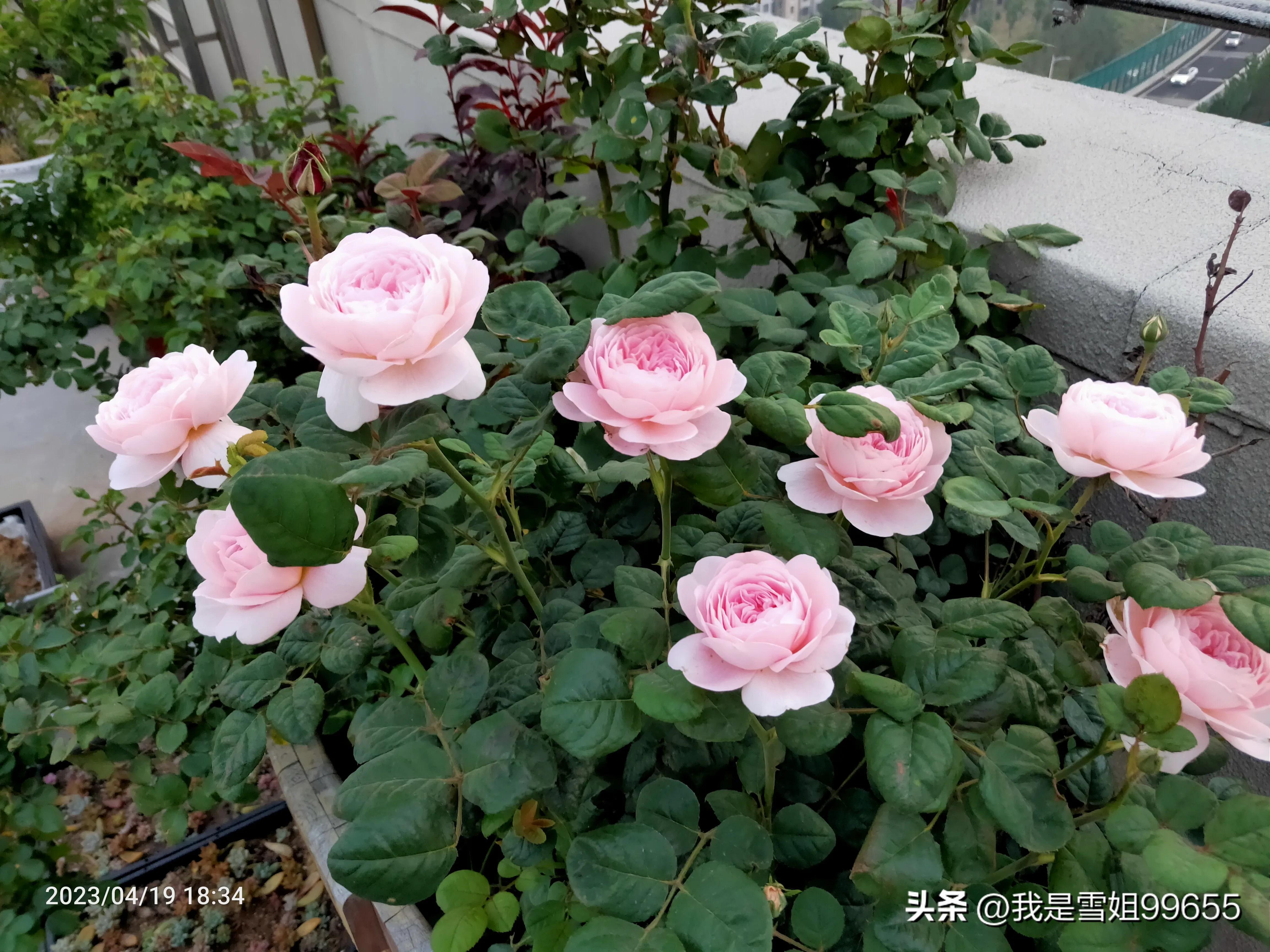 网约车提车日记,广州网约车真实记录