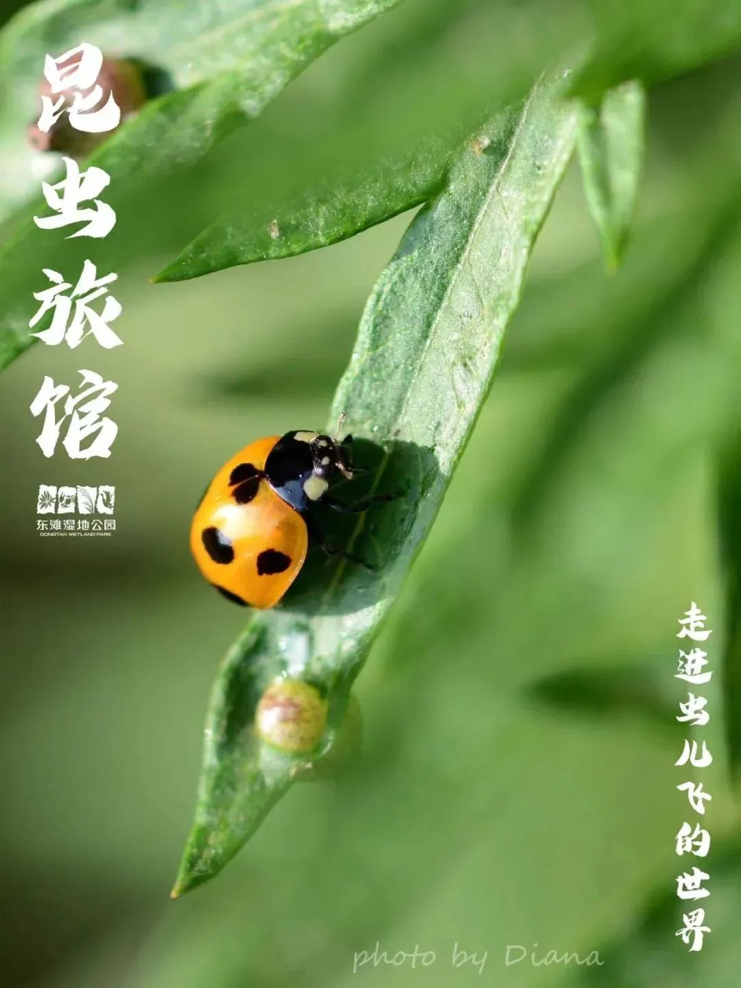 上海沉浸式夜游公园,上海森林公园夜游