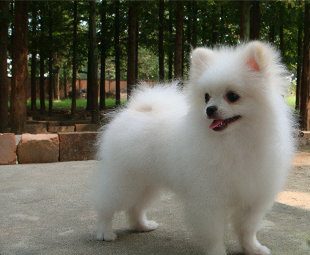 博美出现这7个动作主人一定警惕,博美不精神怎么回事