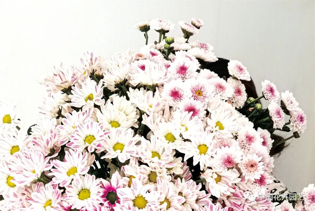 中国菊花品种现状,我国菊花行业近几年市场规模分析