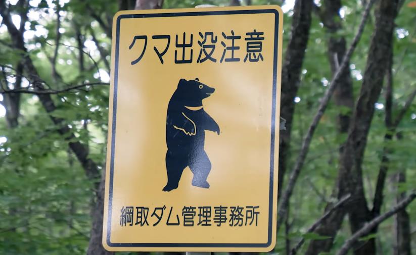 日本黑熊,日本黑熊和棕熊