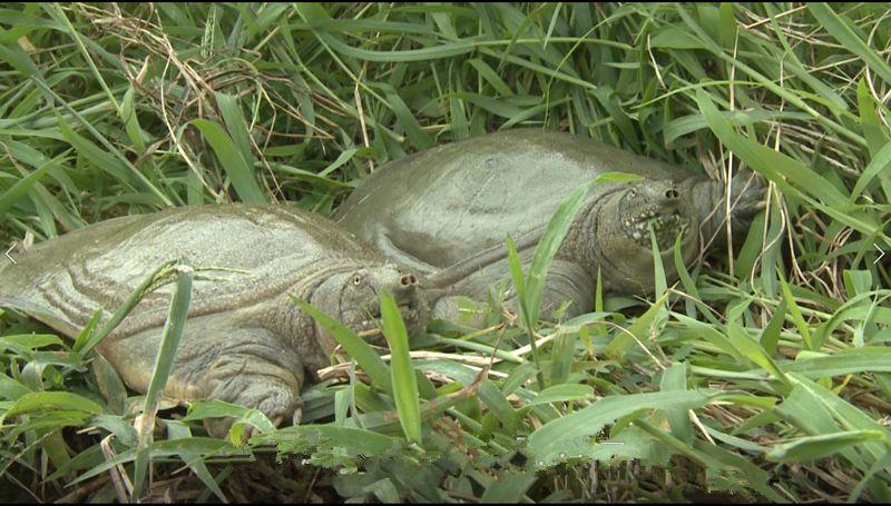 甲鱼养殖技术培训,甲鱼养殖技术哪里学