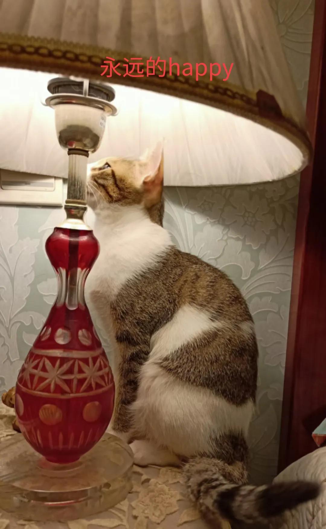 happy鎴戠殑濂冲鎻掓洸,浣爃appy鎴戜篃happy