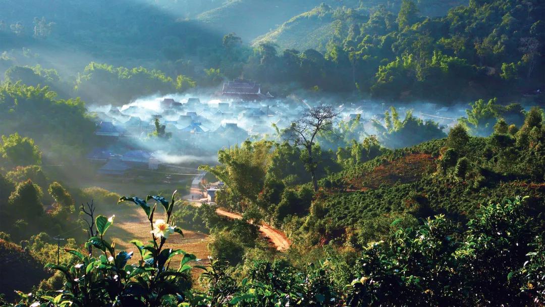 茶避坑,怎么避免买茶踩坑