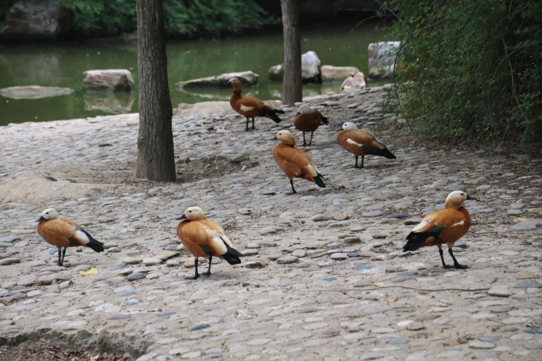邢台动物园变大了没,淮安动物园开发时间