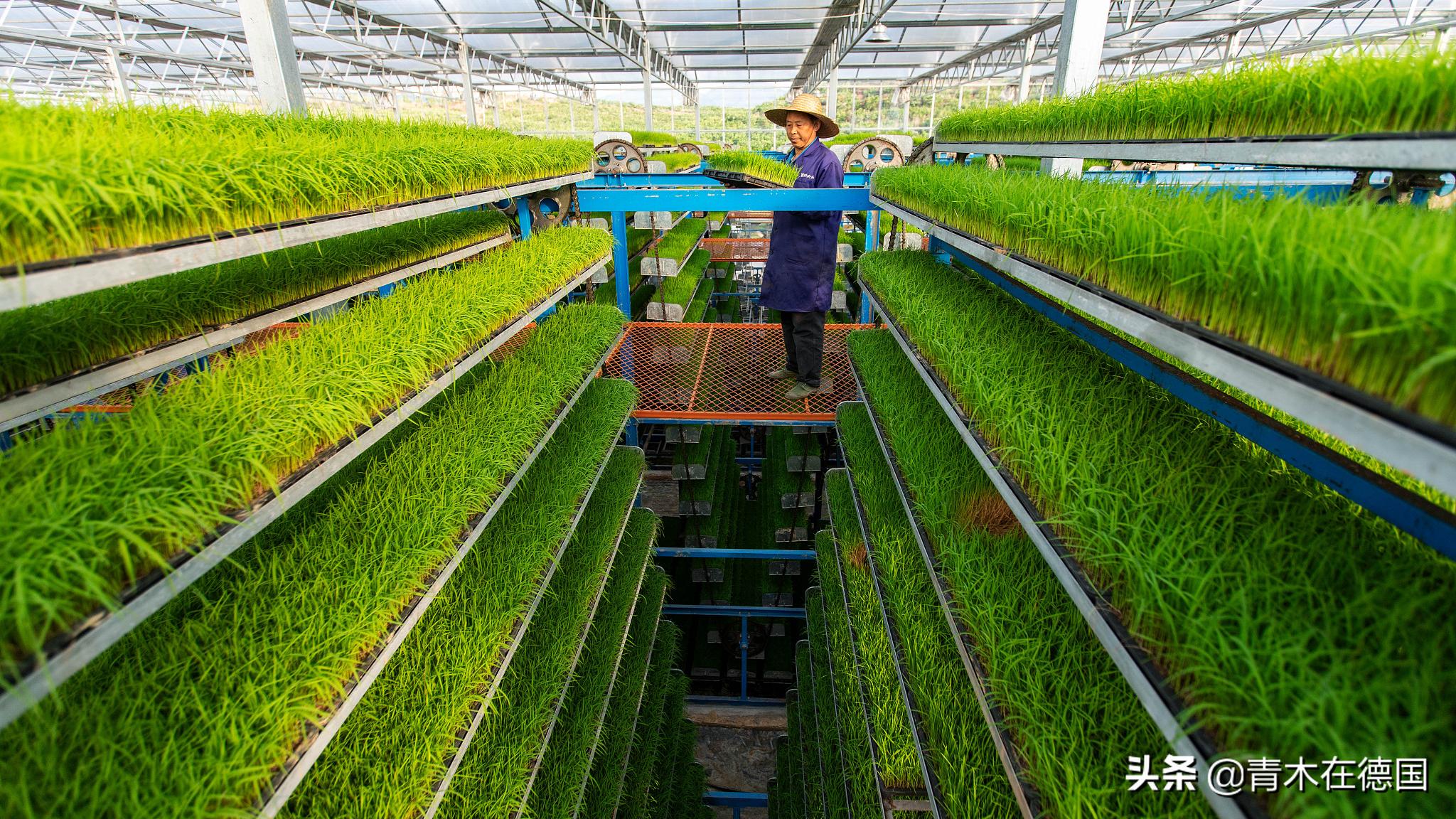 德媒：世界上最富有的10个农民，5个来自中国，拥有共同致富密码