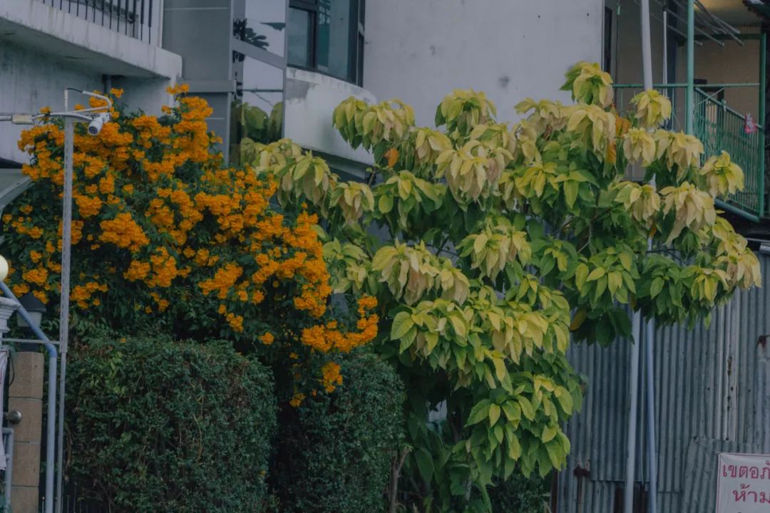 大数据推给想去泰国的朋友，万字长文玩转曼谷芭提雅