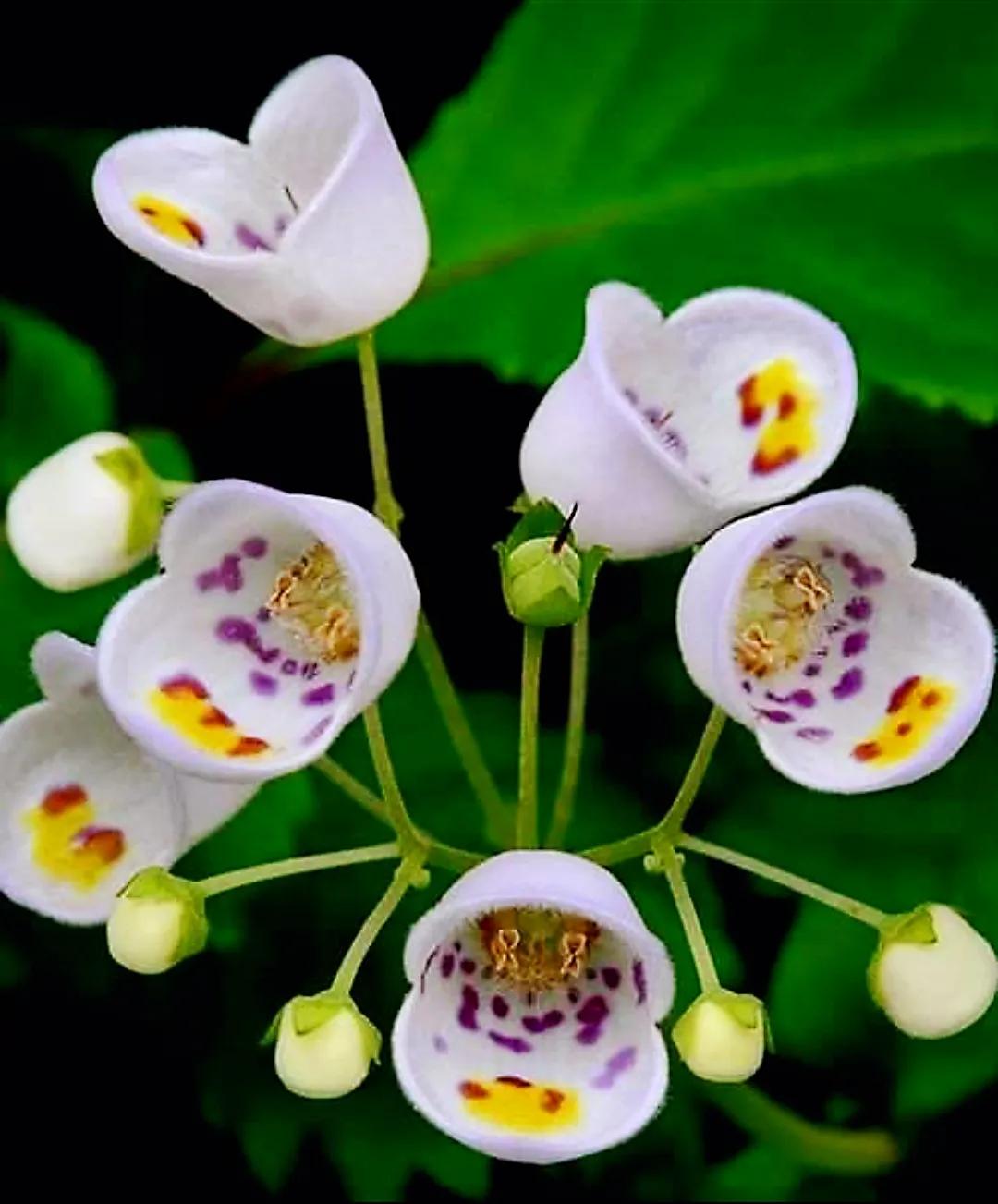 欣赏五颜六色的鲜花,五颜六色的鲜花太漂亮