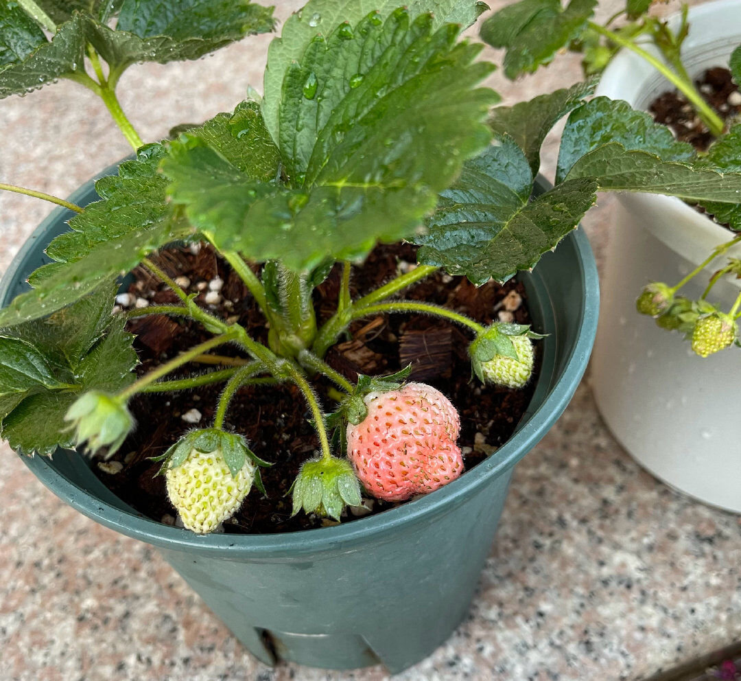 阳台种草莓的技巧和正确方式,在家里阳台种草莓收获时的喜悦