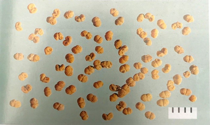 《药你明白》专栏:每天学一味中药:菟丝子