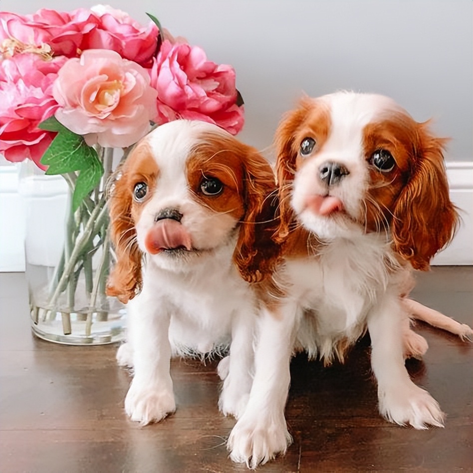 拥有宠物陪伴的好处,拥有一只宠物可以让你更健康吗