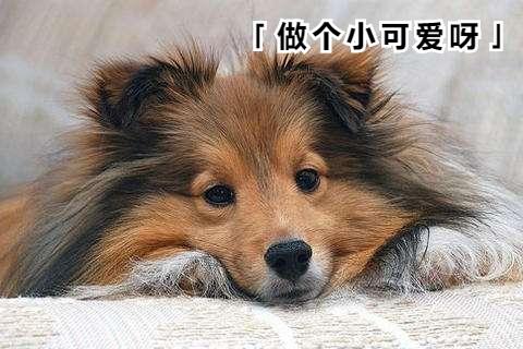 喜乐蒂幼犬多少钱一只,喜乐蒂多少钱一只