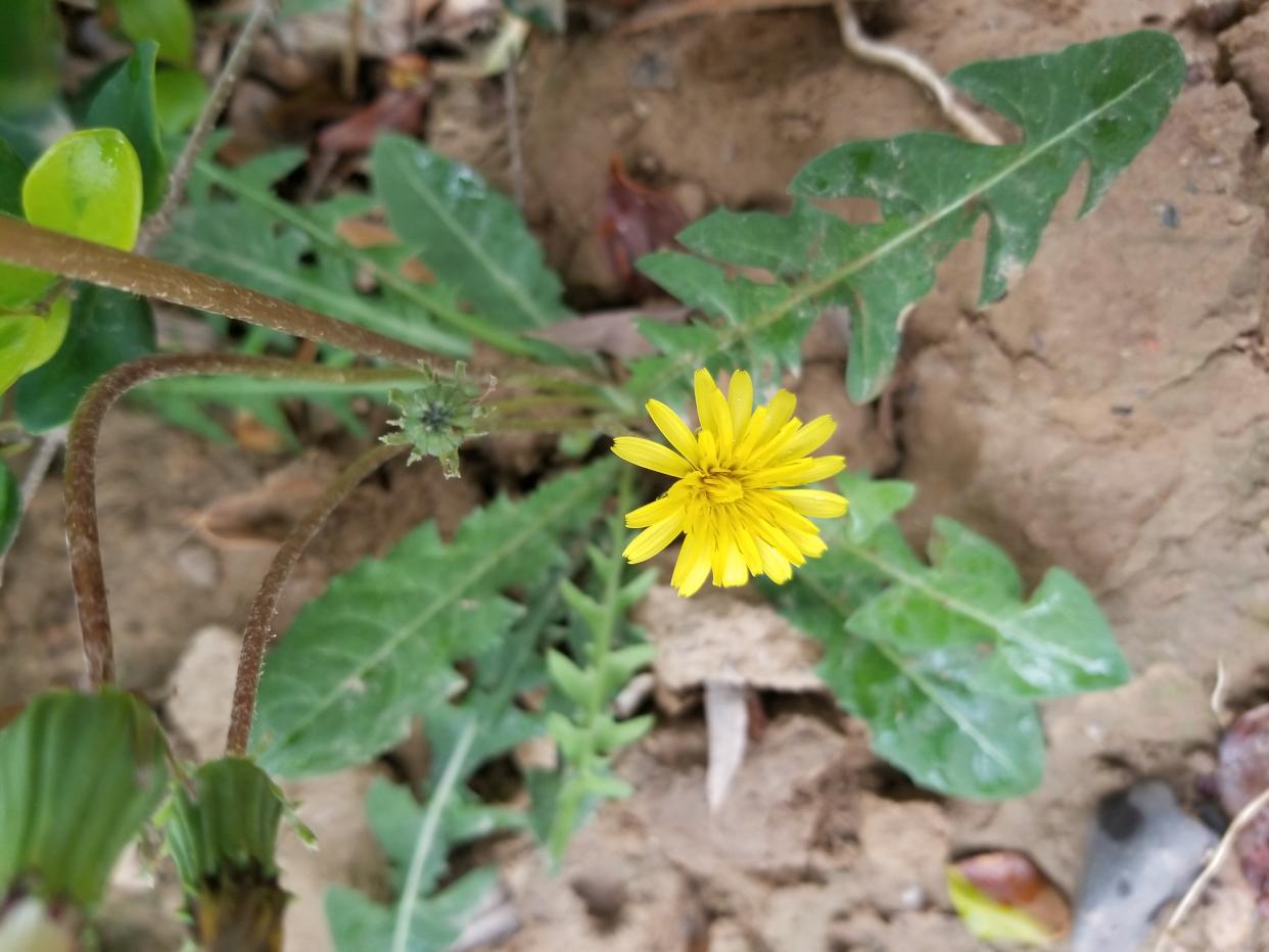 蒲公英热量及营养成分表,蒲公英哪种成分降肝火