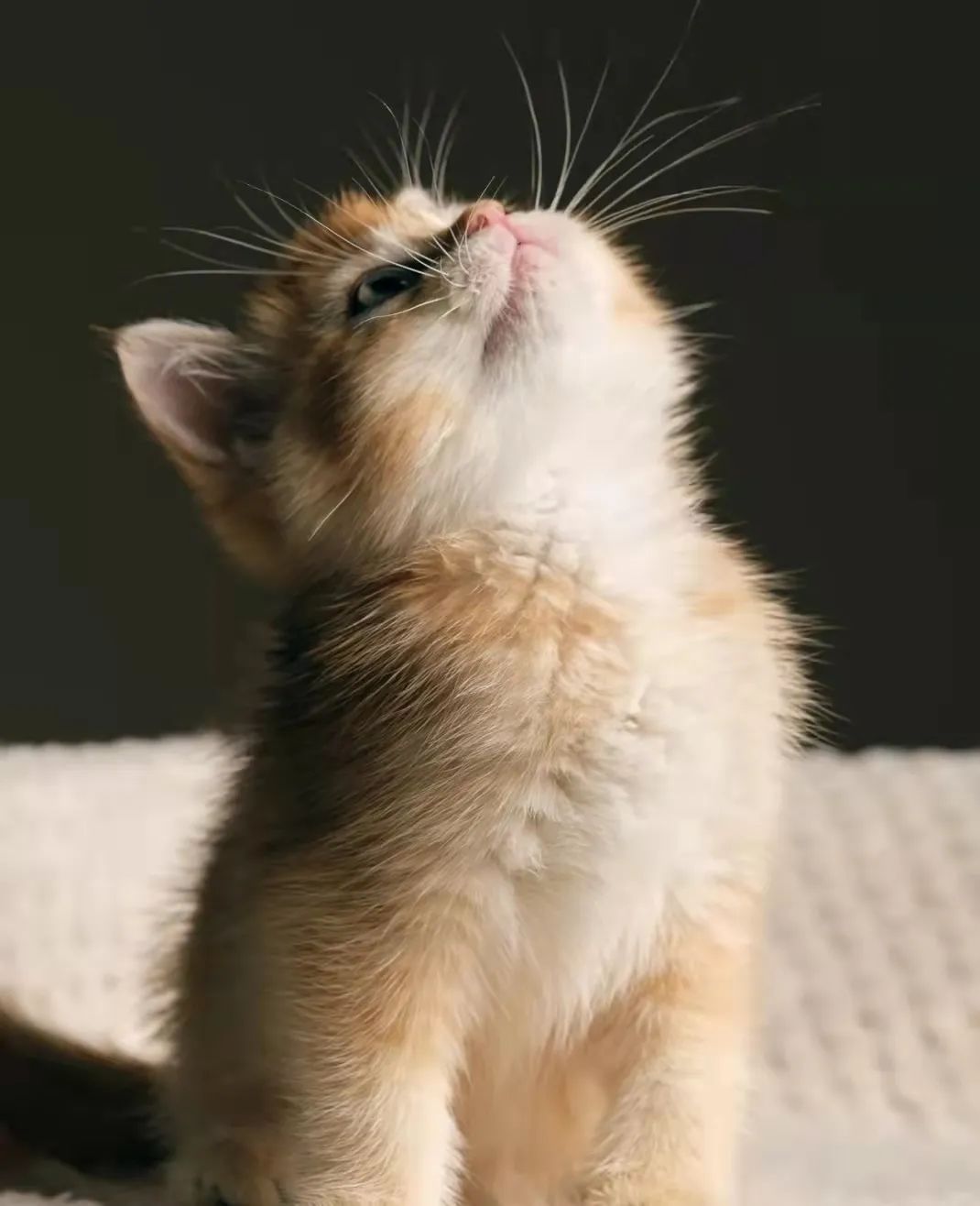 宠物医生科普猫肠胃炎,幼猫拉稀肠道感染