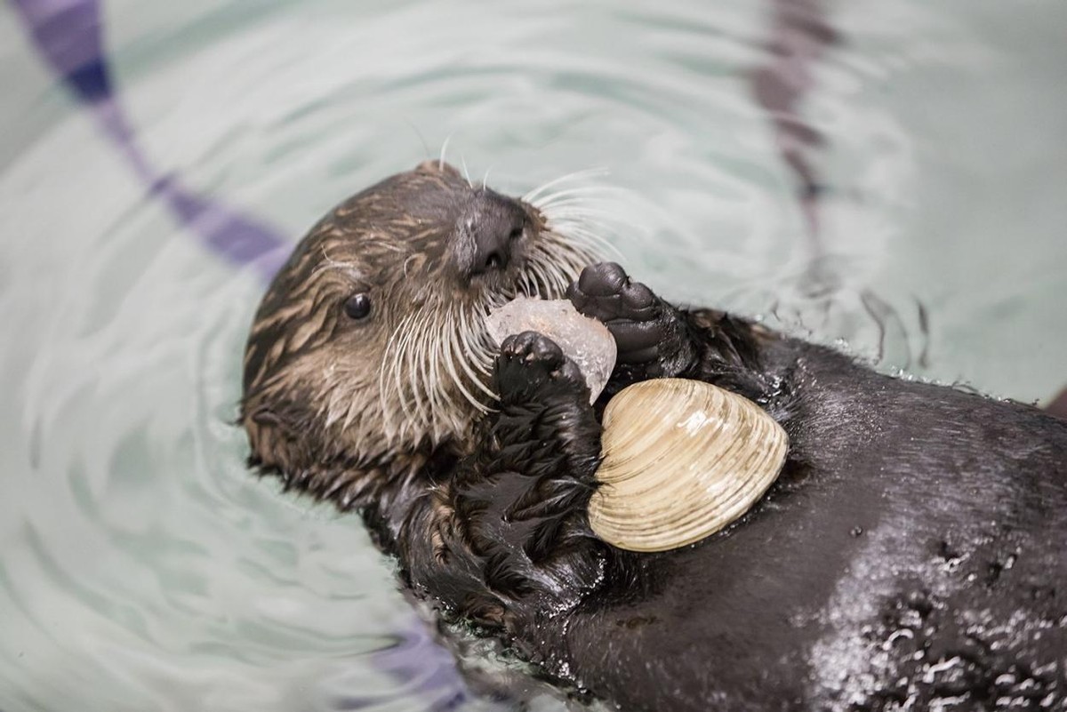 偷猎动物有多残忍,动物也会外遇