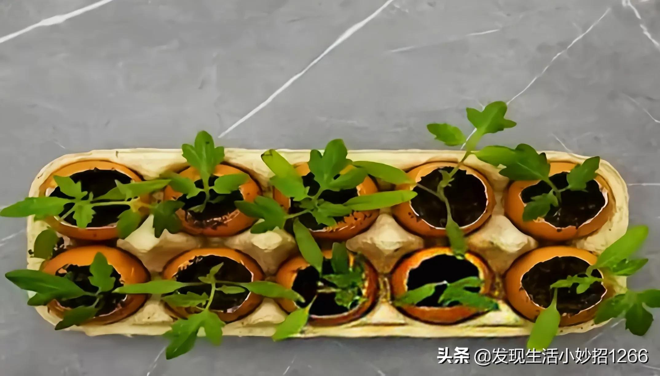 分享20个生活小妙招，手机不小心进水，这个方法比吹风机还好用