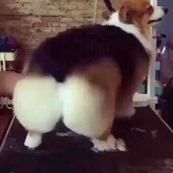 古猿进化成人类的标志,人类的屁股为什么那么大