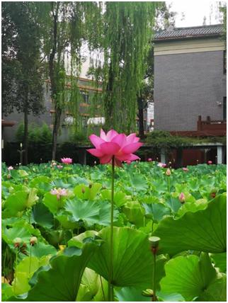 大学青春的绽放,大学青春