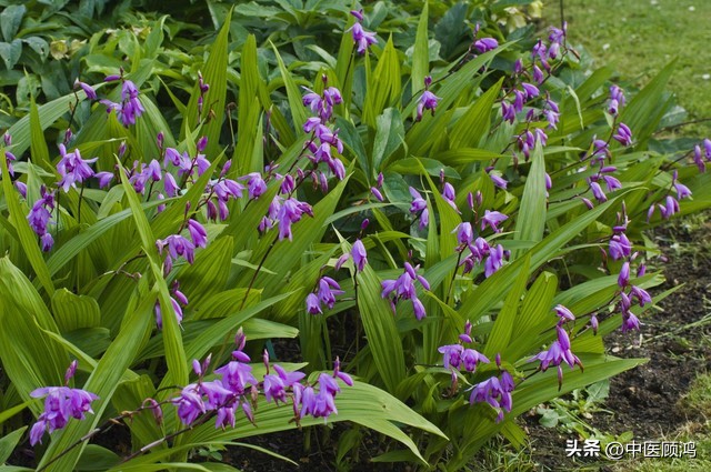 发烧头痛吃头孢还是布洛芬,发烧用小柴胡还是葛根汤