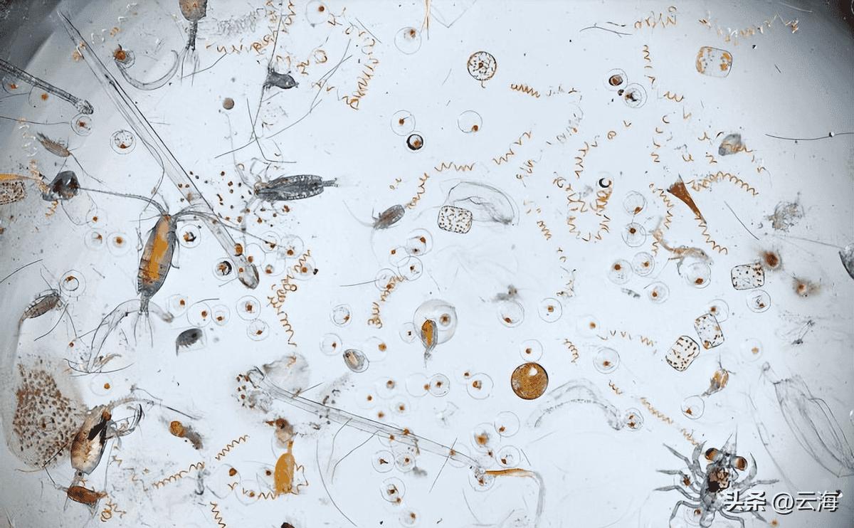 渚靛崕鏃ュ啗鍏借,鏃ュ啗渚靛崕鍏借